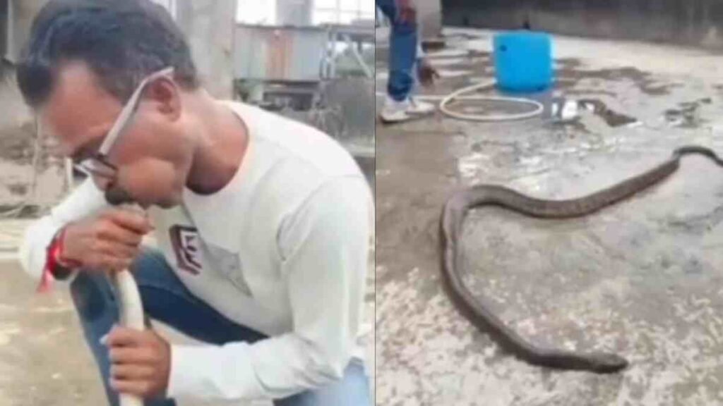 snake CPR treatment 30kb