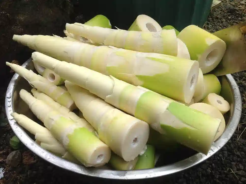 மூங்கில் குருத்து சாப்பிட்டால் இந்த பலன்கள் கிடைக்குமா? ஆனால் இப்படி மட்டும் சாப்பிடாதீங்க! விஷமாக மாறிவிடும்!
