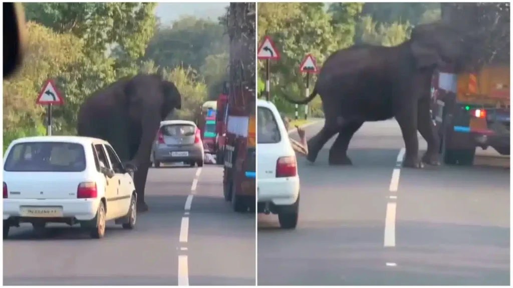 அடடா என்னா டேஸ்டு! லாரியை மடக்கி கரும்பை சுவைத்த யானை! நடுரோட்டில் நடந்த அட்ராசிட்டி! வைரல் வீடியோ!