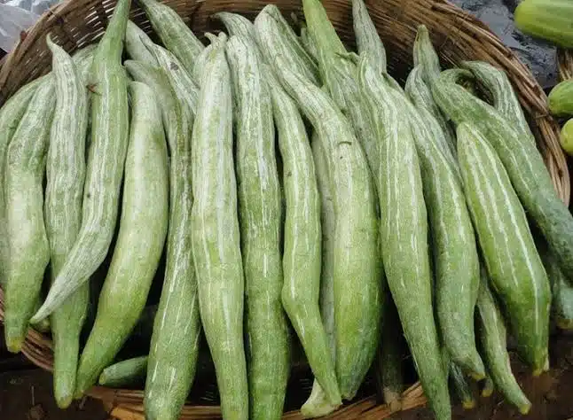Snake Gourd 2026